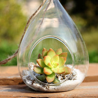 Tear Drop Hanging Glass Terrarium