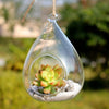 Tear Drop Hanging Glass Terrarium