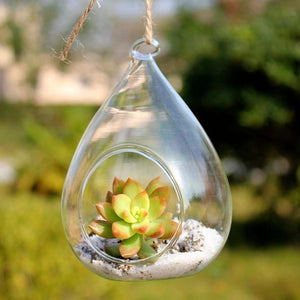 Tear Drop Hanging Glass Terrarium