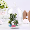 Capsule Glass Terrarium