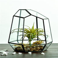 Transparent Glass Flower Vase Terrarium